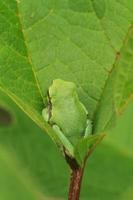 gray treefrog in leaf photo