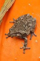 gray treefrog on pumpkin photo