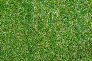 Green Grass Texture and surface photo