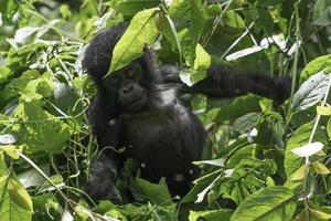 un bebé montaña gorila en el ugandés selva. foto