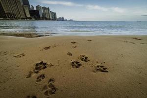 Paw prints in the sand on a beach near Chicago. photo