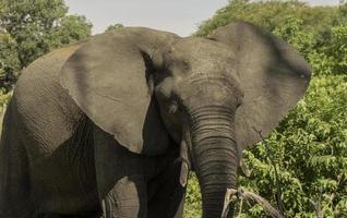 An Elelphant in a forest in Botswana. photo