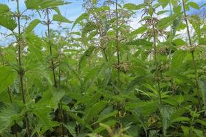 Fresh nettle plants in close-up on a sunny summer day photo