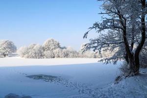 arboles en invierno con un lote de nieve en a ellos. foto