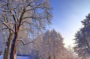 arboles en invierno con un lote de nieve en a ellos. foto