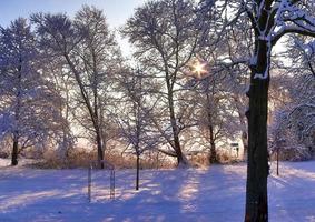 Trees in winter with a lot of snow on them. photo