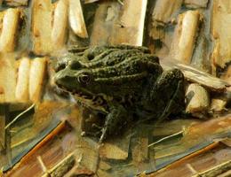 Frog sitting on the stems of the reeds of the Dnieper River photo