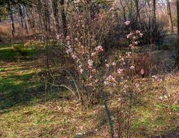 racimo de viburnum fragante blanco flores y rosado brotes floreciente viburnum farreri de cerca en parque con borroso antecedentes. foto