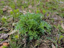 Close-up of fresh wormwood Artemisia absinthium L herb in the city park in early spring. Selective focus. photo