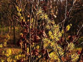 Flower of Hazel Witch shrub, Hamamelis virginiana in early spring. Hamamelis has gorgeous yellow flowers in early spring. photo