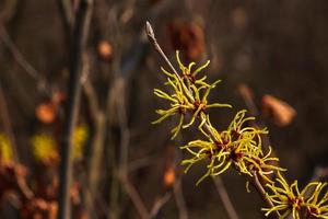 Flower of Hazel Witch shrub, Hamamelis virginiana in early spring. Hamamelis has gorgeous yellow flowers in early spring. photo