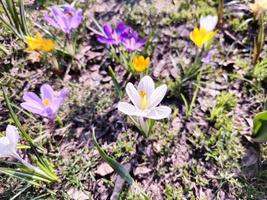 On a sunny day, colorful crocuses bloom in a clearing in a city park. photo
