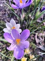 On a sunny day, colorful crocuses bloom in a clearing in a city park. photo