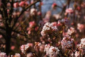 Cluster of viburnum fragrant white flowers and pink buds. Blooming viburnum farreri close-up in park with blurred background. photo