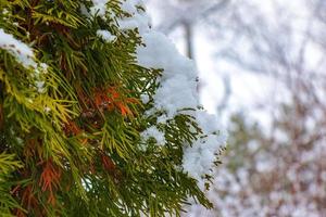 Fresh snow on the branches of thuja occidentalis Smaragd. Frozen needles of an evergreen coniferous tree thuja. photo