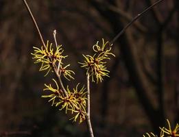 Flower of Hazel Witch shrub, Hamamelis virginiana in early spring. Hamamelis has gorgeous yellow flowers in early spring. photo