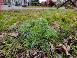 de cerca de Fresco ajenjo artemisia absinthium l hierba en el ciudad parque en temprano primavera. selectivo enfocar. foto