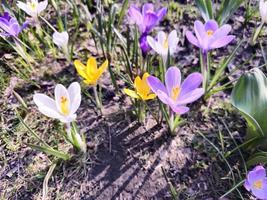 On a sunny day, colorful crocuses bloom in a clearing in a city park. photo