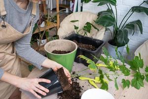 Repotting unpretentious a home plant Abutilon indoor maple into a double pot with automatic watering in home interior. Caring for a potted plant, hands close-up photo