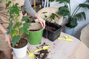Repotting unpretentious a home plant Abutilon indoor maple into a double pot with automatic watering in home interior. Caring for a potted plant, hands close-up photo