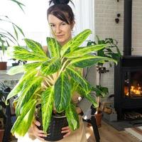 A happy woman in a green house with a potted plant in her hands smiles, takes care of a flower. The interior of a cozy eco-friendly house, a fireplace stove, a hobby for growing and breeding homeplant photo