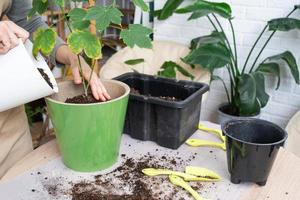 trasplante no pretencioso un hogar planta abutilon interior arce dentro un doble maceta con automático riego en hogar interior. cuidando para un en conserva planta, manos de cerca foto