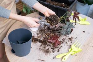 Transplanting a home plant Begonia Gryphon into a new pot. A woman plants a stalk with roots in a new soil. Caring for a potted plant, hands close-up photo