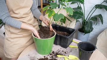 trasplante no pretencioso un hogar planta abutilon interior arce dentro un doble maceta con automático riego en hogar interior. cuidando para un en conserva planta, manos de cerca foto