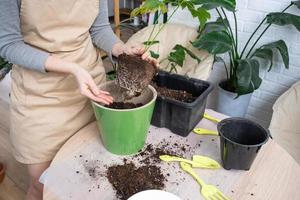 el de barro terrón de un hogar en conserva planta es entrelazado con raíces, el planta tiene superado el maceta. el necesitar para un planta replantar. trasplante y cuidando para un hogar planta, rizoma, raíz putrefacción foto