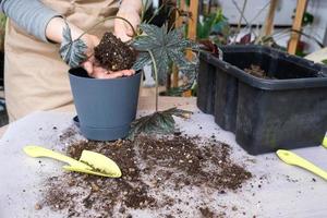 Transplanting a home plant Begonia Gryphon into a new pot. A woman plants a stalk with roots in a new soil. Caring for a potted plant, hands close-up photo