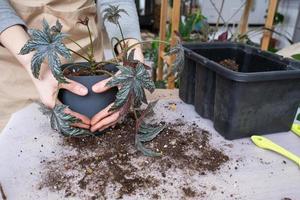 Transplanting a home plant Begonia Gryphon into a new pot. A woman plants a stalk with roots in a new soil. Caring for a potted plant, hands close-up photo