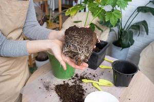 The earthen lump of a home potted plant is entwined with roots, the plant has outgrown the pot. The need for a plant replant. Transplanting and caring for a home plant, rhizome, root rot photo