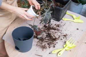 Transplanting a home plant Begonia Gryphon into a new pot. A woman plants a stalk with roots in a new soil. Caring for a potted plant, hands close-up photo