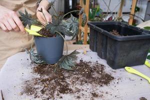 Transplanting a home plant Begonia Gryphon into a new pot. A woman plants a stalk with roots in a new soil. Caring for a potted plant, hands close-up photo