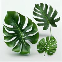 Leaves of tropical evergreen monstera plant on light background - image photo