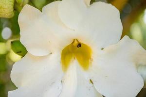 pequeño abeja tomar néctar en el blanco flor, cuando primavera temporada en el jardín. el foto es adecuado a utilizar para animal salvaje vida fondo, primavera póster y naturaleza contenido medios de comunicación.