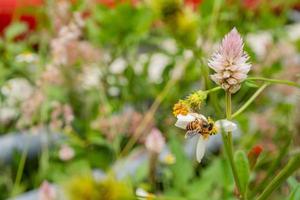 Honey bee take nectar on the meadow flower when day time. The photo is suitable to use for animal wild life background, spring poster and nature content media.