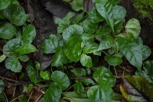 Texture and surface of green leaf wild plant on the tropical forest. Photo is suitable to use for nature background, botanical poster and nature content media.