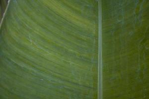 Close up photo of surface texture of green banana leaf. The photo is suitable to use for nature background, surface wallpaper and background content media.