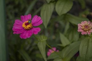 Close up photo of wild pink flower on spring time. The photo is suitable to use for nature background and content media social.