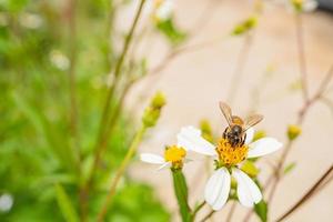 miel abeja tomar néctar en el prado flor cuando día tiempo. el foto es adecuado a utilizar para animal salvaje vida fondo, primavera póster y naturaleza contenido medios de comunicación.