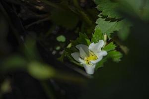Close up photo white strawberry flower when spring season at the green garden. The photo is suitable to use for nature background and nature content media.