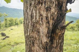Close up photo of tree trunk wood local plant from Semarang Indonesia. The photo is suitable to use for nature texture background, content social media and poster.