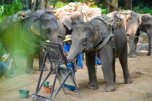 CHIANG MAI, THAILAND, OCT 2014, Elephant is painting a picture at Elephant Camp. Chiang Mai, Thailand on October 15, 2014. photo