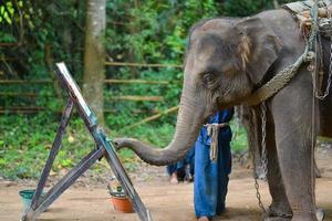 CHIANG MAI, THAILAND, OCT 2014, Elephant is painting a picture at Elephant Camp. Chiang Mai, Thailand on October 15, 2014. photo