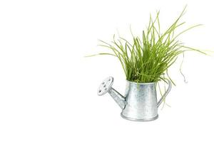 Gardening and plant growing. Green grass grows from a small metal watering can. photo