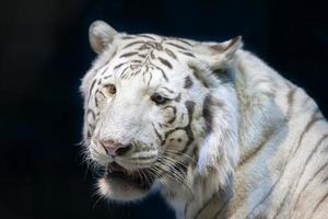 blanco Tigre de cerca en un oscuro antecedentes. foto