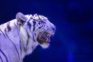 blanco Tigre de cerca en un oscuro antecedentes. foto