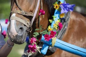 Part of the horse's muzzle decorated with flowers. photo