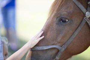 Close-up of a man's hand stroking the face of a horse. photo